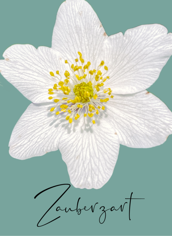 Zauberzart – Bild 2