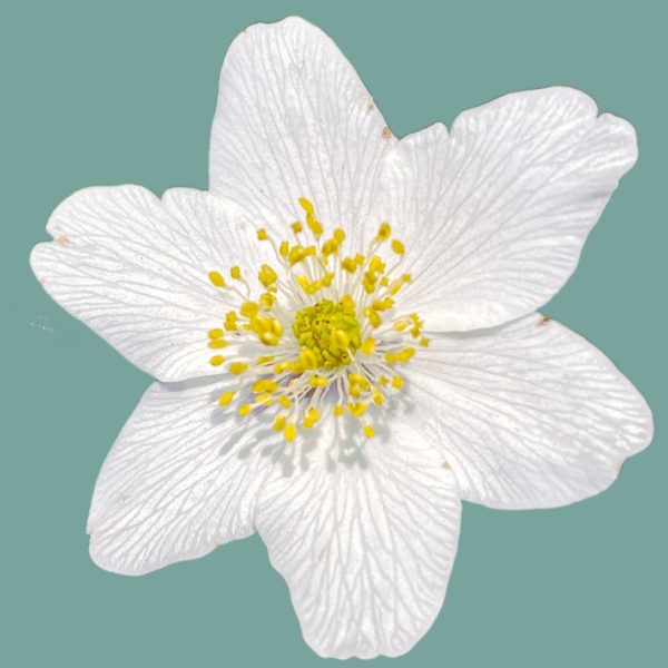 Zauberzart