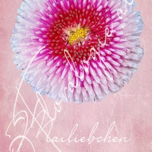 VIII. Mailiebchen  04.05.-18.05.