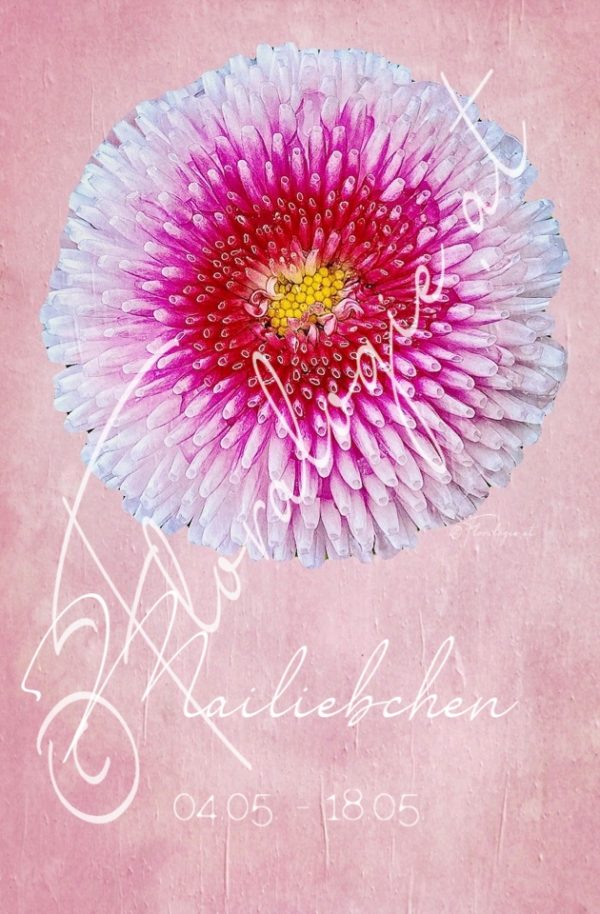 VIII. Mailiebchen  04.05.-18.05.