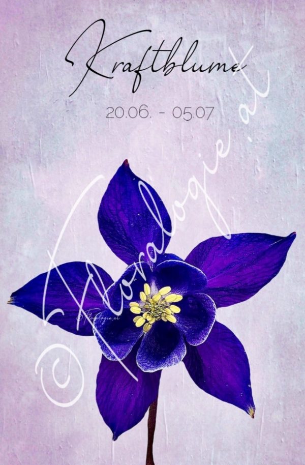 XI. Kraftblume  20.06.-05.07.