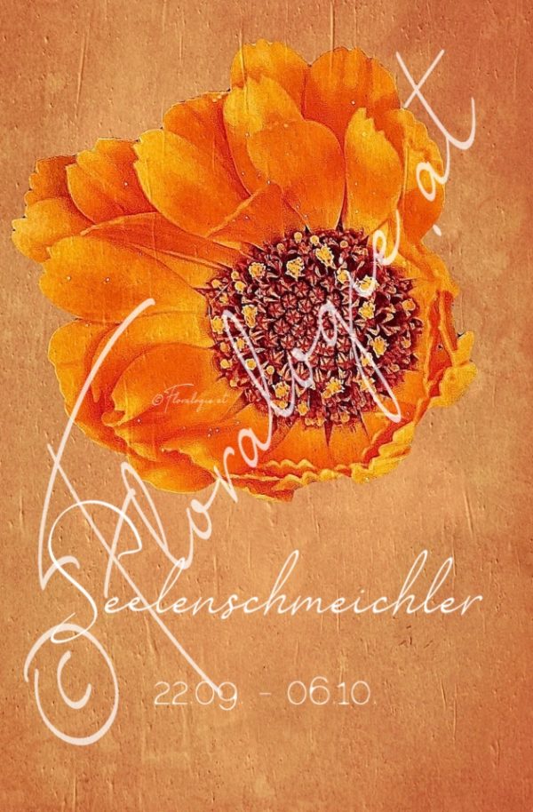 XVII. Seelenschmeichler  22.09.-06.10.