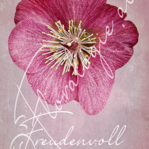 XXIII. Freudenvolle  21.12.-05.01.