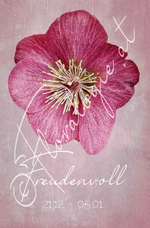 XXIII. Freudenvolle  21.12.-05.01.