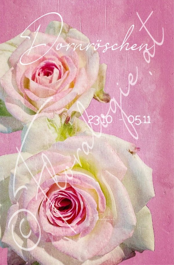 XIX. Dornröschen 23.10.-05.11.