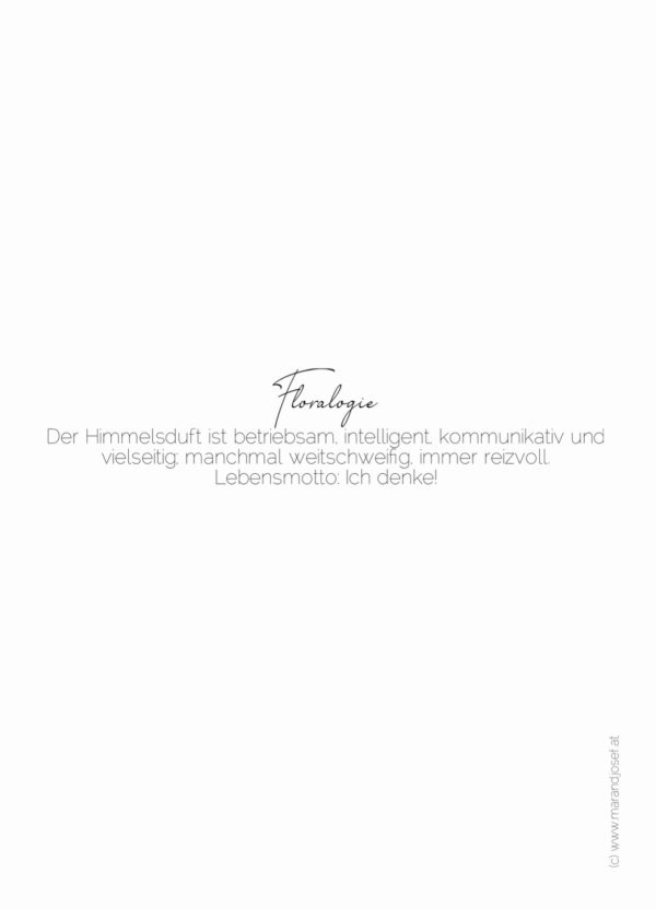 IX. Himmelsduft  19.05.-03.06. – Bild 2