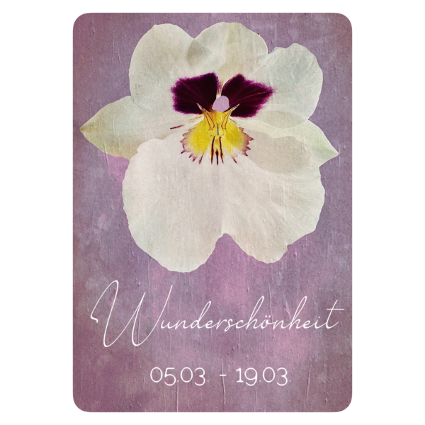 XXV. Floralogie Potpourri - 24 Karten – Bild 24