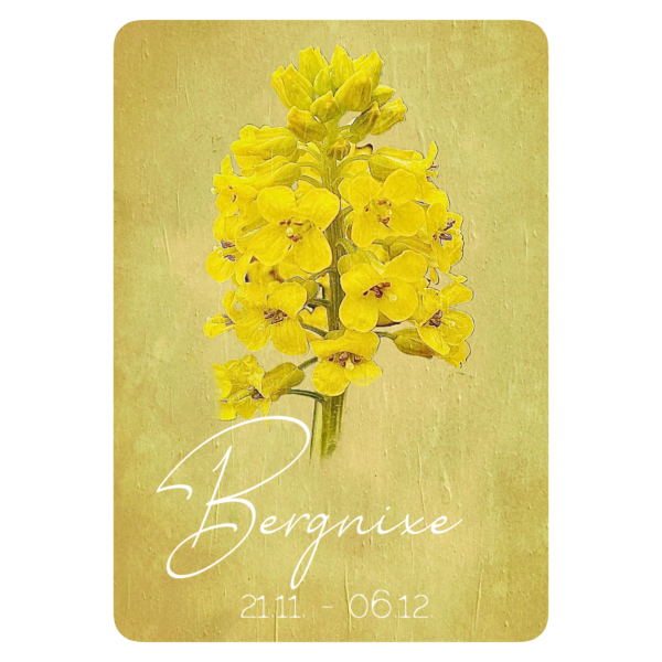 XXV. Floralogie Potpourri - 24 Karten – Bild 18