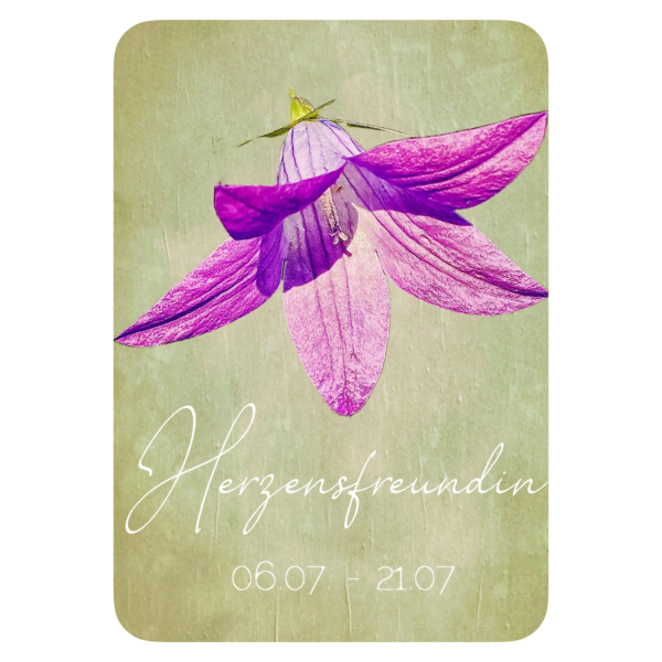 XXV. Floralogie Potpourri - 24 Karten – Bild 9